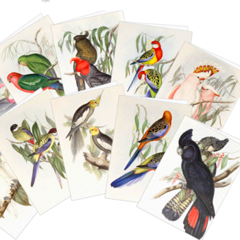 Moements Bird Cards