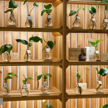 Be the Light Australia Lightbulb Plants on Display