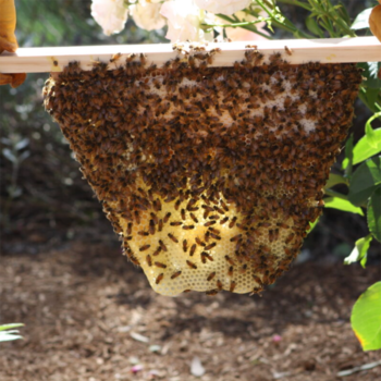 8 Frame Honey Bees