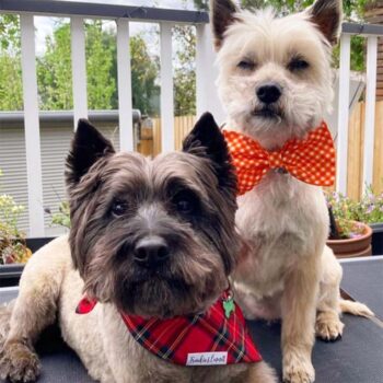 Frankie and Emmett Dog Bow Ties