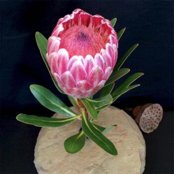 The Slate Vase with Single Stem Flower