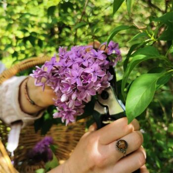 Enki Organics Harvesting Lavender