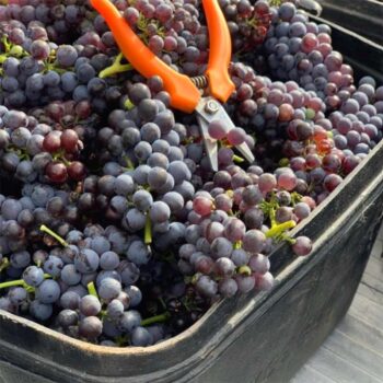 Chroma Wines Grapes