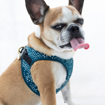 Howler Collection Step in Pet Harness