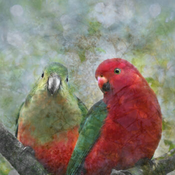 The Bird Photographer King Parrots Print