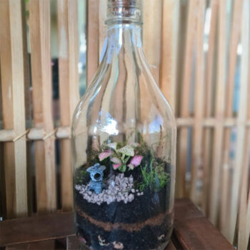 Captive Botanical Terrarium in a Bottle