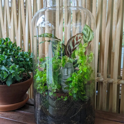 Captive Botanical Terrarium in a Jar