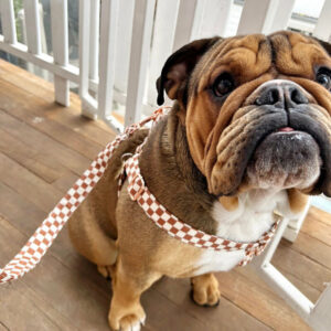 Buddie & Co Strap Harness Dog Lead