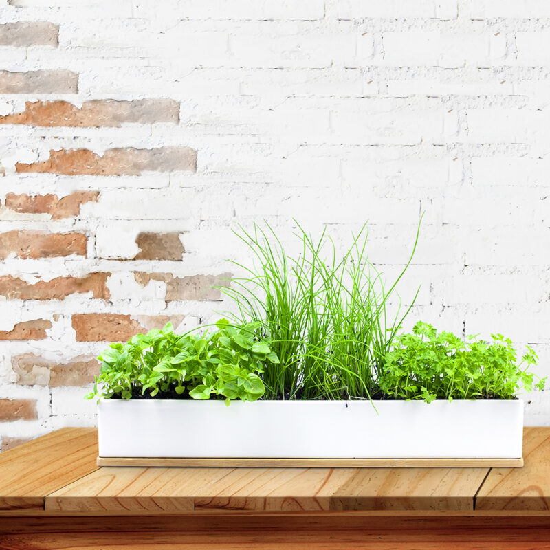Urban Greens Sustainable Garden Starter Grow Kits