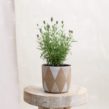 Birdrock Ceramics Geometric Handmade Ceramic Planter Pot in Natural and White