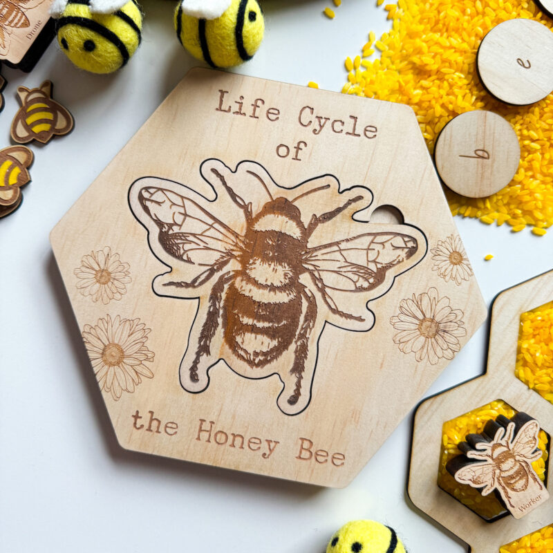 Bandicute Bee Life Cycle Puzzle